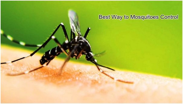 Mosquito Control