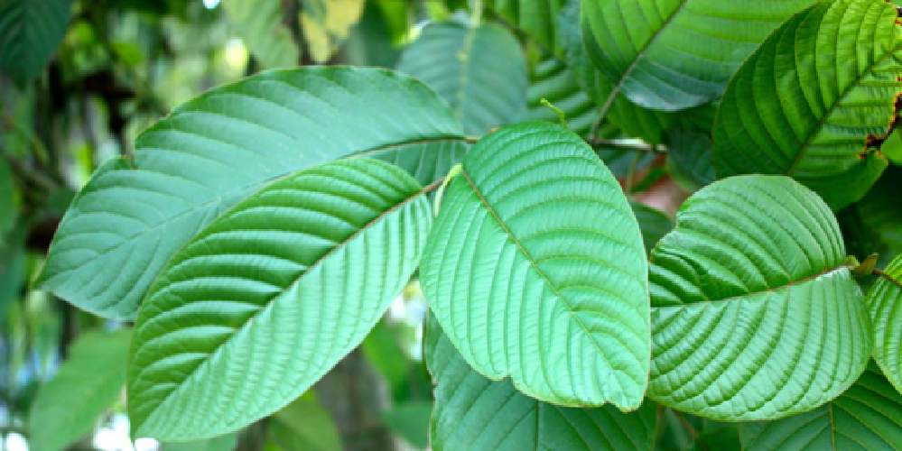 Kratom Online