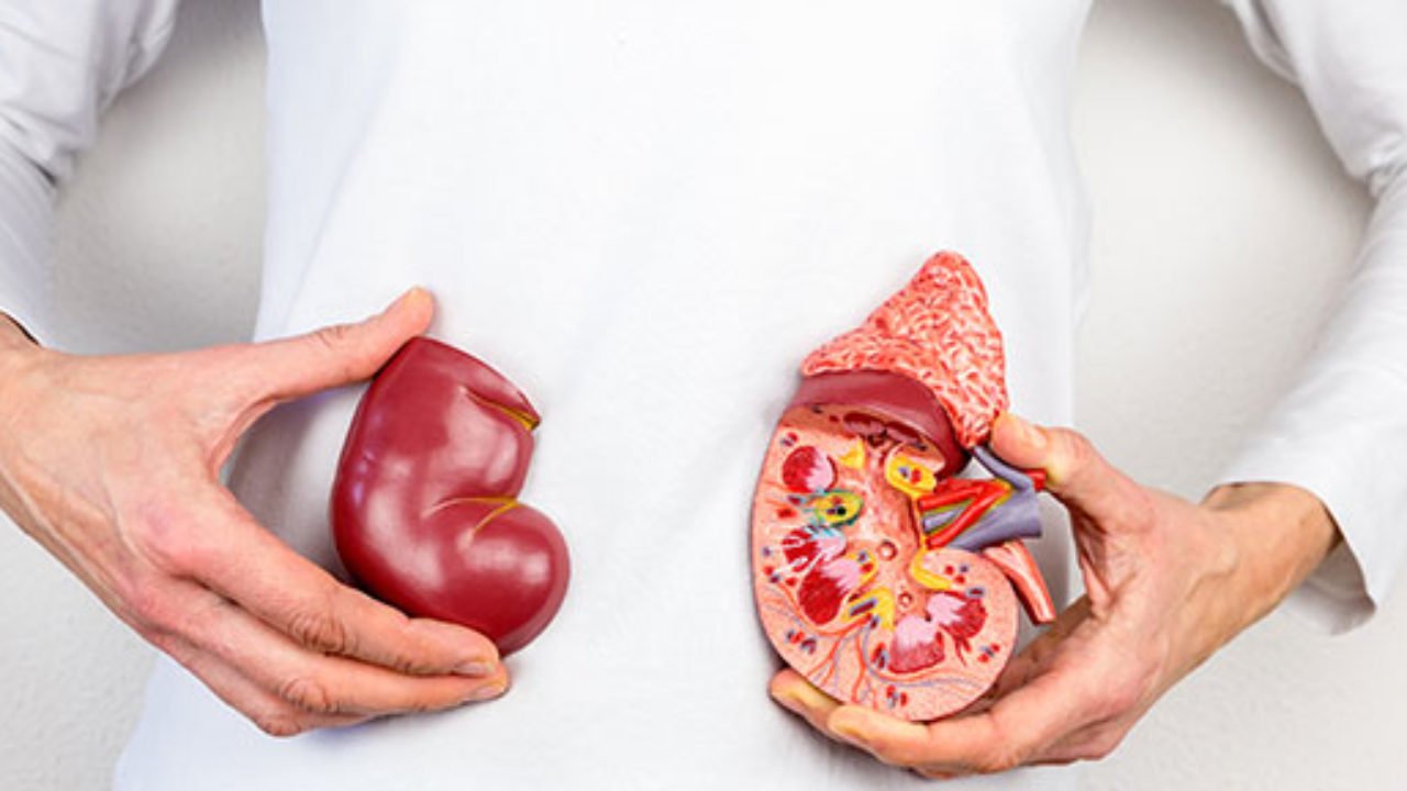 Kidney Transplantation & Treatment: What to Know About It?