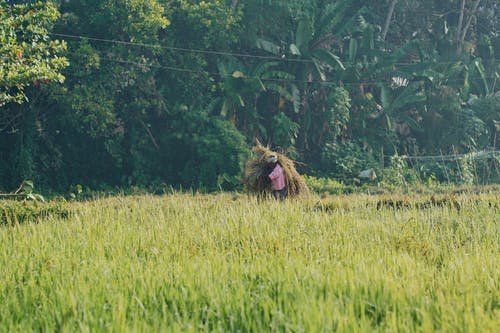 ECONOMIC TRENDS IN INDIA WITH AGRICULTURE