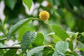 Kratom Benefits