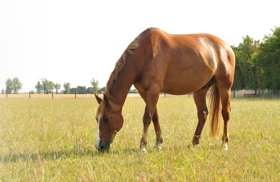 Obesity Management: What To Feed Your Overweight Horse