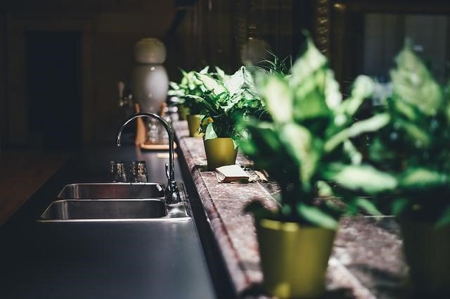 4 keys to take care of your indoor plants