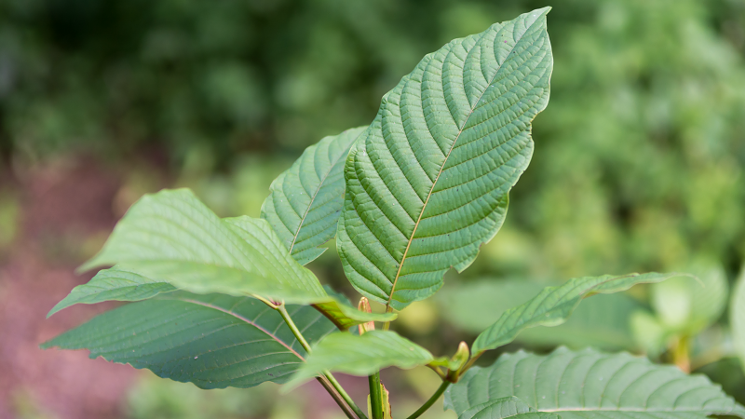 Is Kratom Legal in New Jersey? Buying Guide